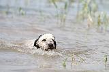 PERRO DE AGUA 152